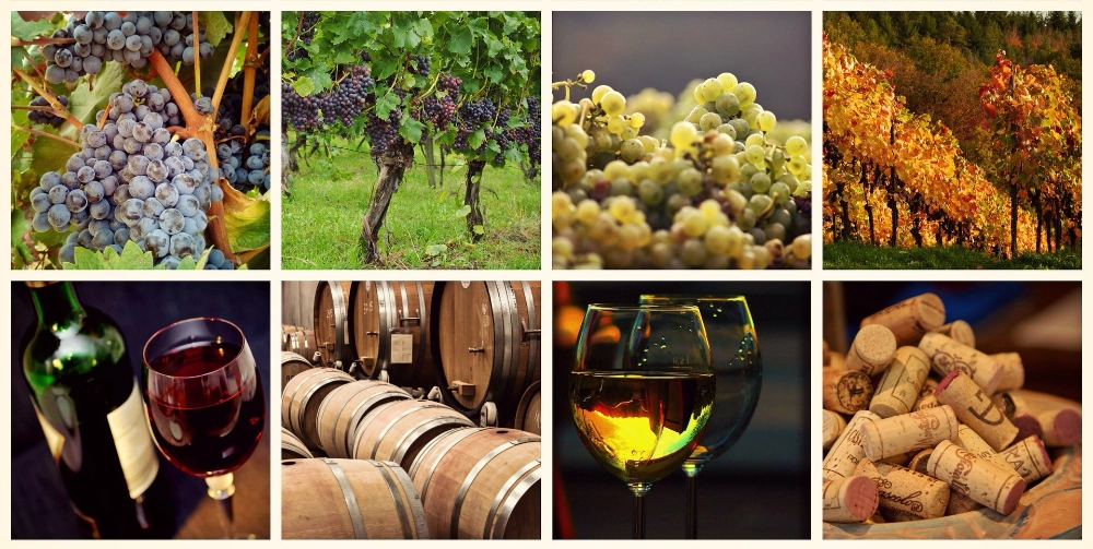 Raglan Vine Wine Tasting 2026